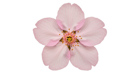 Isolated Cherry Blossom Flower - Spring Season and Floral Beauty