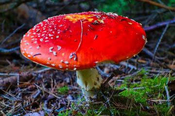 fly agaric mushroom