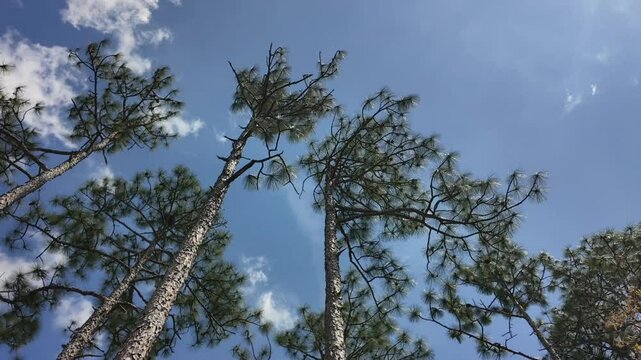 Long leaf pine hyper lapse with clouds moving on a blue sky