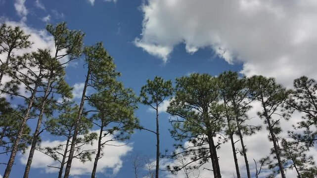 Long leaf pine time lapse with clouds moving on a blue sky, panning