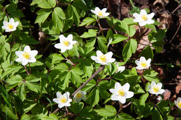 Wood anemona white forest wild flowers. The many white wild flowers in spring forest. Blossom beauty, nature, natural. Sunny summer day, green grass in park. Anemonoides nemorosa.