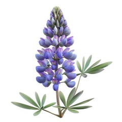 Fototapeta premium Vibrant purple lupine flower in full bloom.