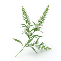 Fototapeta premium Two sprigs of white flowers with slender, pointed blossoms.