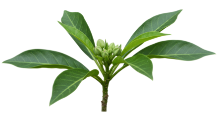 Isolated Frangipani Flower Budding on Branch