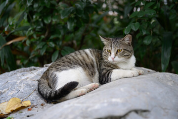 Cat lying on a rock