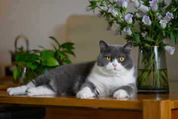 British shorthair cat lying on table