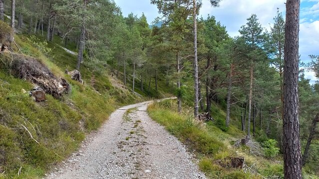 Gravel forest trail winding through a hilly pine woodland, surrounded by lush greenery under a partly cloudy blue sky.