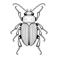 A black and white beetle illustration line art of a coloring page
