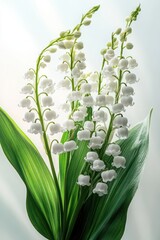 Beautiful White Lily of the Valley Blooms with Green Leaves and Soft Backlighting for Elegant Floral Display