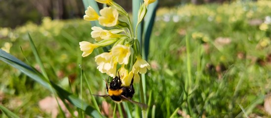 Pollination in Action: Bumblebee on Primula veris