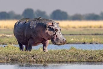 Hippopotamus (Hippopotamus amphibius), hippo on the bank of Chobe river, Botswana, Africa