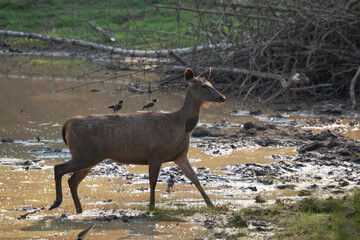 Sambar deer in Bandipur, Karnataka, India