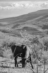 Obraz premium Cow curves