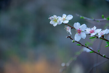 Almond flower