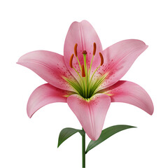 Fototapeta premium Elegant Pink Lily Blossom Isolated on White Background Detailed Petals