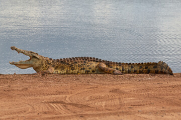 A wild crocodile with his mouth open.