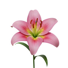 Naklejka premium Elegant Pink Lily Blossom Detailed Depiction on Pristine White Background