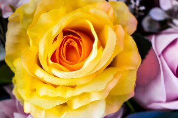 yellow rose close up