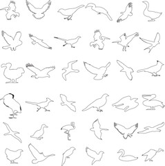 Bird Illustration Icons Bundle – Colorful Feathered Animals, Hand-Drawn Birds, Nature Clipart, Tropical Species, Flying Creatures, Minimalist Wildlife Art for Posters, Stickers, Cards, Crafts