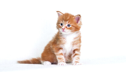 pet red tabby kitten looking sideways