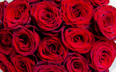 red roses background,valentines