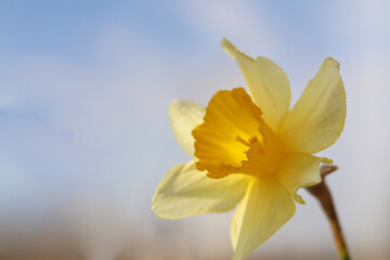 yellow daffodil flower