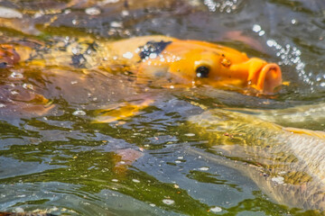 fish in a pond