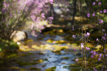 Beautiful spring flowers blooming by a tranquil stream in nature