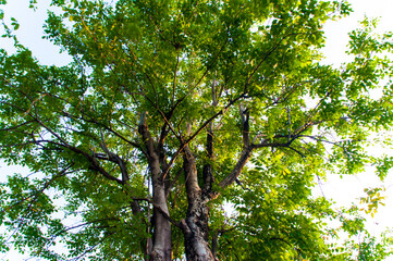 Fototapeta premium Trees in the forest are a beautiful natural landscape. Concept, background, texture, advertising space, nature, environment