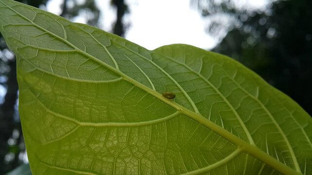 Aesthetic footage of Hemisphaerius (Green Rounded Planthopper) perched on a textured leaf. 4k footage in mountains. This odd little planthopper is known from Sumatra and Java (west and central).