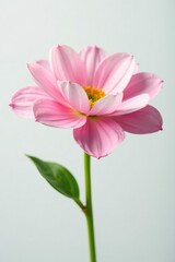 Fototapeta premium Flower with delicate petals against a plain white, petal, garden