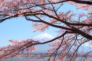 Mt. Fuji and cherry blossoms. Japanese spring landscape looking over the lake Kawaguchi at...