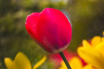 Fototapeta premium Tulips on a blurred background on a sunny day in April .