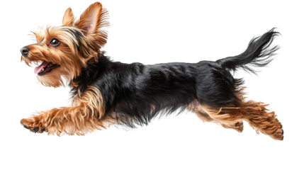 Terrier longhair joyfully jumping in a playful side view on a bright day