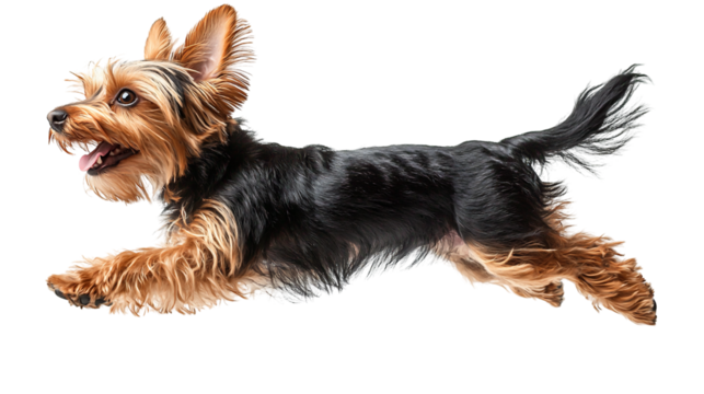 Terrier longhair joyfully jumping in a playful side view on a bright day