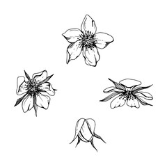 Early spring flower buds, cherry sakura apple blossom, hand drawn in vector ink anemone primrose daisy, tree bush berry plant. Single object isolated illustration. Wedding florist shop, scrapbooking.