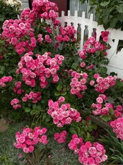Blooming bushes of pink tea roses in garden at country side. Spring season. 