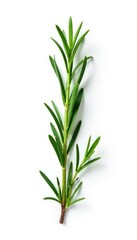 Fototapeta premium White background with isolated sprig of rosemary, showcasing herb's charm, green, natural