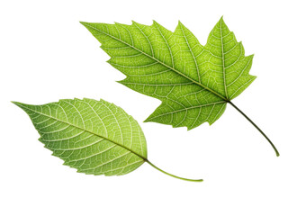 Fototapeta premium Two green leaves with intricate veins and textures, showcasing nature beauty and freshness