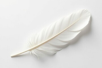 Obraz premium A single, perfectly formed white feather isolated on white , serene, fluffy, beauty