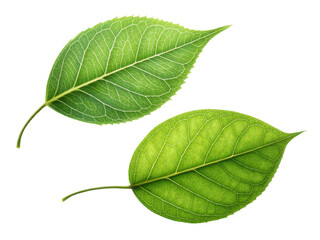 Obraz premium Two green leaves with detailed veins and textures, showcasing nature beauty and freshness