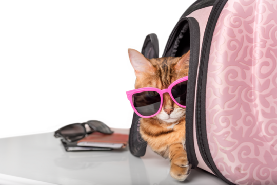 Funny cheerful cat looks up. Bengal cat on a transparent background.