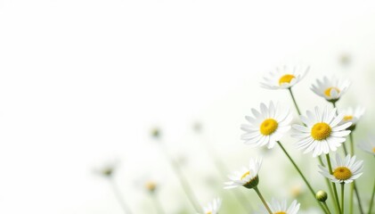 Fototapeta premium Delicate white wildflowers against pure white background, detail, bloom