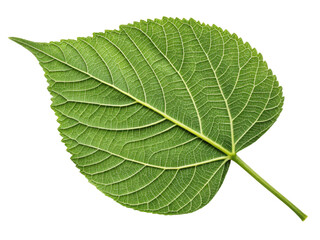 Obraz premium vibrant green leaf with intricate veins and smooth texture, showcasing beauty of nature