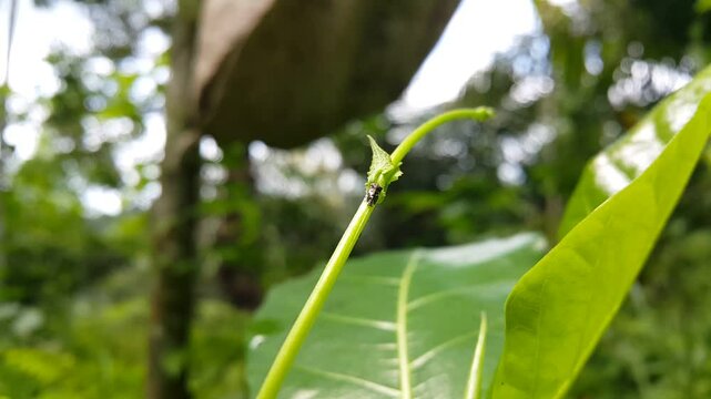Aesthetic footage of Vanduzea arquata (Genus Erechtia) resting on a plant stem. 4k footage focused on the foreground. Perfect for a documentary about the beauty of tropical rainforests.