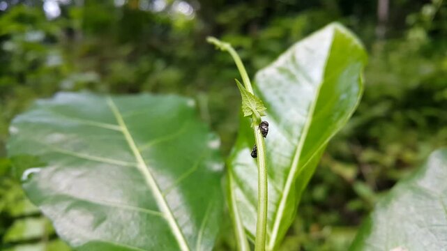 Aesthetic footage of Black Locust Treehopper (Penthimia americana) on a plant. 4k footage shot in the mountain. Penthimia americana is a species of leafhopper in the family Cicadellidae.