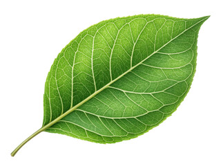 Obraz premium vibrant green leaf with intricate veins and smooth texture, symbolizing nature and freshness