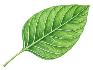 Obraz premium vibrant green leaf with intricate veins and smooth texture, symbolizing nature and freshness