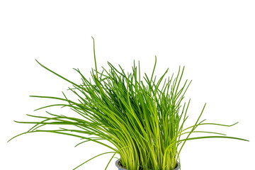 Green onions in a blue pot isolated on white background. Green onions close-up.