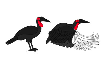 vector Southern ground hornbill birds animal clip art isolated on transparent background. Hand drown design element.  © Vetra Kori